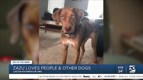 Meet Zazu: Our Pet of the Week