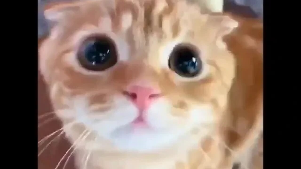 No negativity, no politics. Just cuteness.