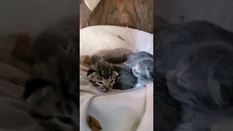 when they were tiny