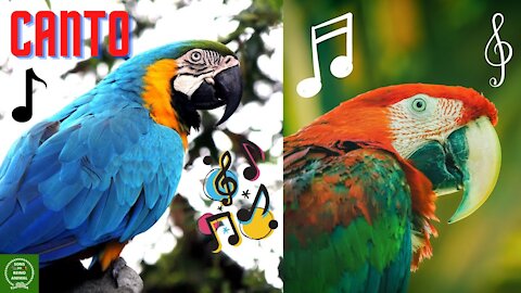 THE SINGING OF ARARAS THE SOUND OF THE PARROT