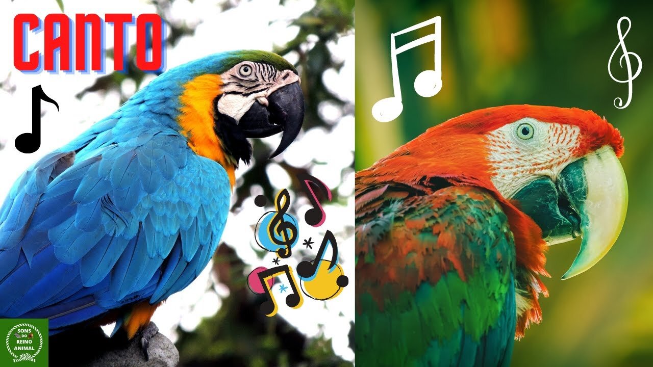 THE SINGING OF ARARAS THE SOUND OF THE PARROT