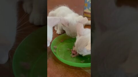 Ultimate cat fight!!! 3 kittens, 1 fish