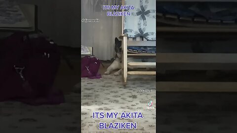 Akita Blaziken #onoedit #pokemon #poke #blaizken #djonoedit #onoedit #who #can #it #be #now