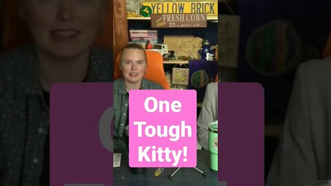 This Cat 🐈 is a Survivor!