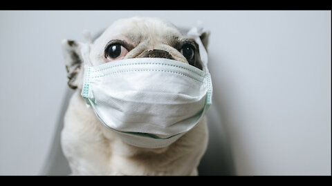 The Connie Bryan Show: Connie's MASK REBELLION Inside PETCO!
