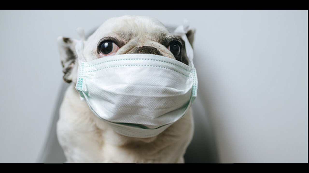 The Connie Bryan Show: Connie's MASK REBELLION Inside PETCO!