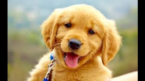 Baby dog cute and funny dog video compilation
