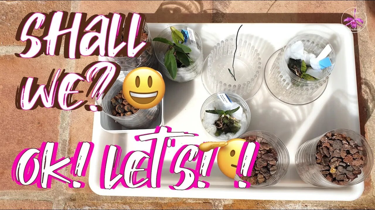 Potting Up Seedling Orchids in Lava Rock | Semi Hydroponics | Orchitop | UPDATES #ninjaorchids