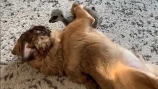 L'improbable amitié entre un suricate et des chiens!