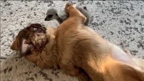 L'improbable amitié entre un suricate et des chiens!