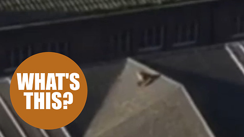 Daft fox had a brush with death when it climbed onto the roof of a busy train station