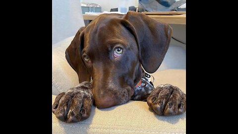 Having trouble with your dog, watch this video.