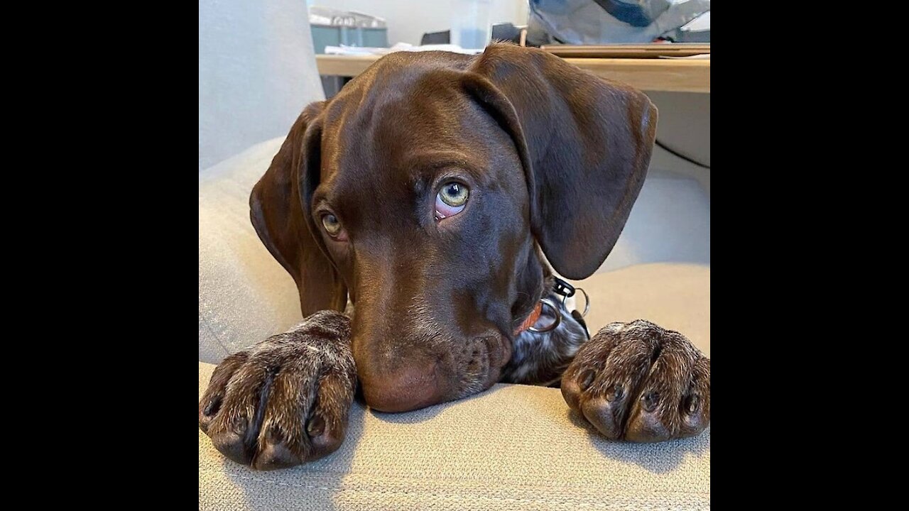 Having trouble with your dog, watch this video.