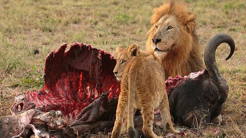 Wild Animals Survive Battle
