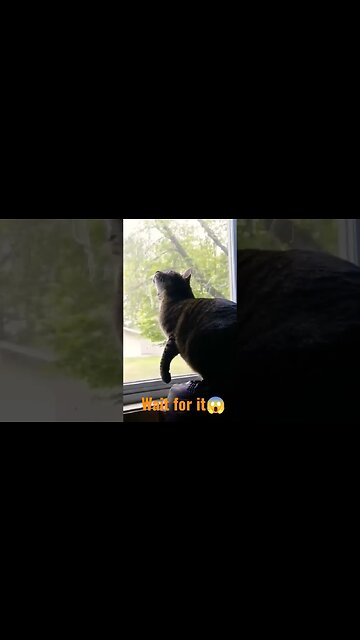 Cat Tries To Catch A Bird Through The Window