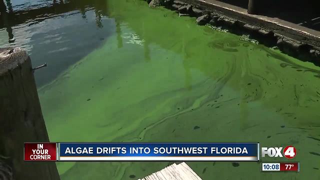 Algae changing color and on the move