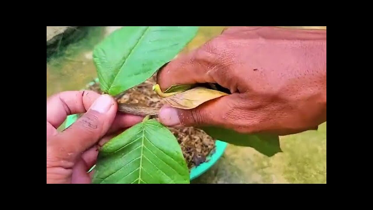 Guava Cutting Cultivation Techniques New Seedlings In 80 Days 😎 #cultivation #farming