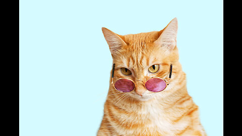 Cats talking !! these cats can speak english better than hooman