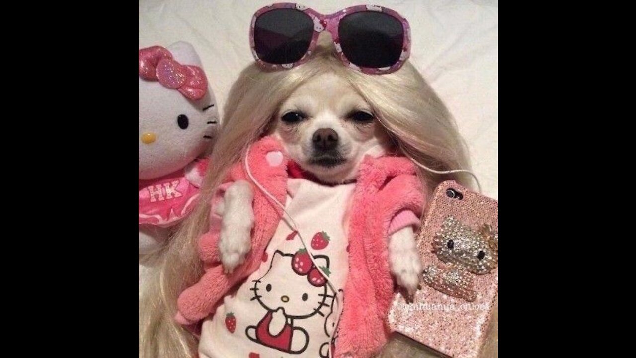 Cute Pets And Funny Animals Compilation #sofunny