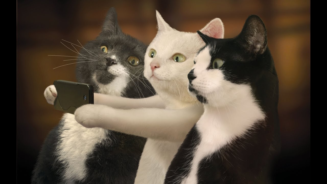 Cute animals Funny Video By Vancedworld #Vancedworld