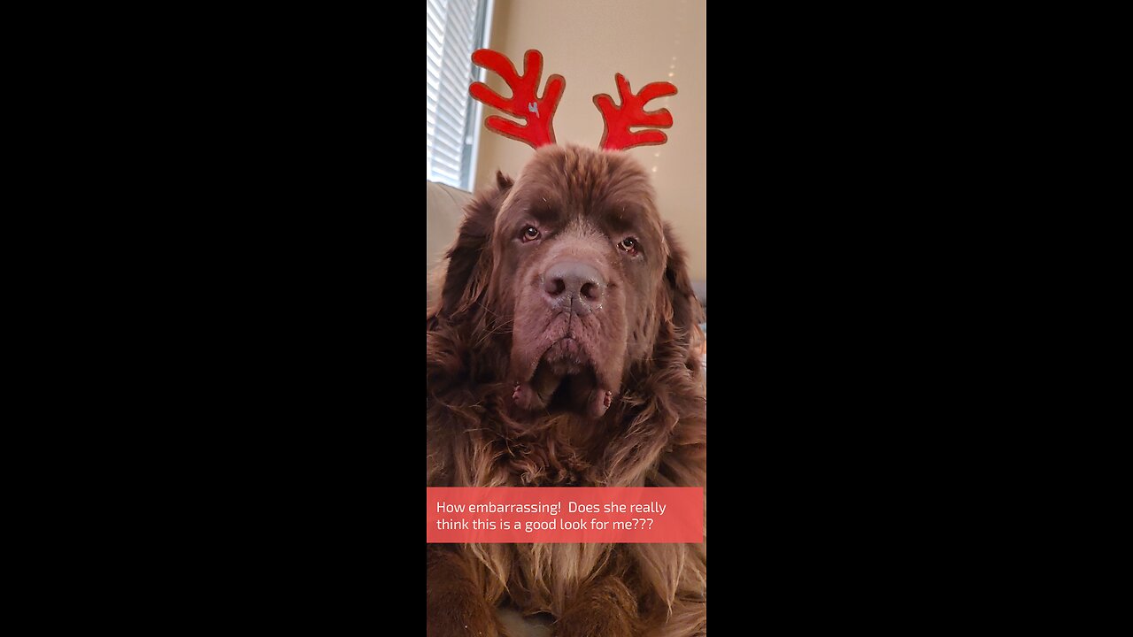 Happy Festervoos from my lil fella