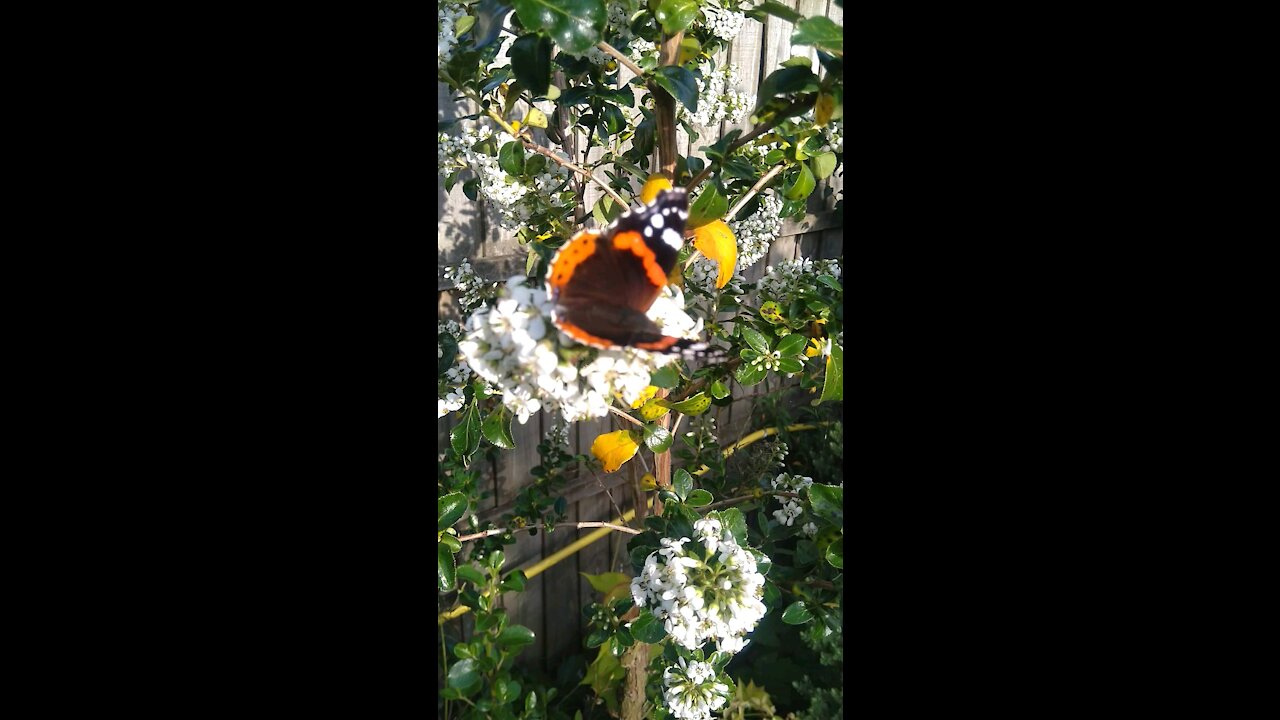 Beautiful Butterfly In The Garden.