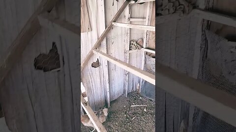 Chicken Coop