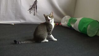 The Cat Plays