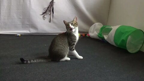 The Cat Plays