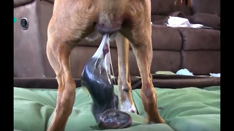 Dog giving birth to 2 puppies