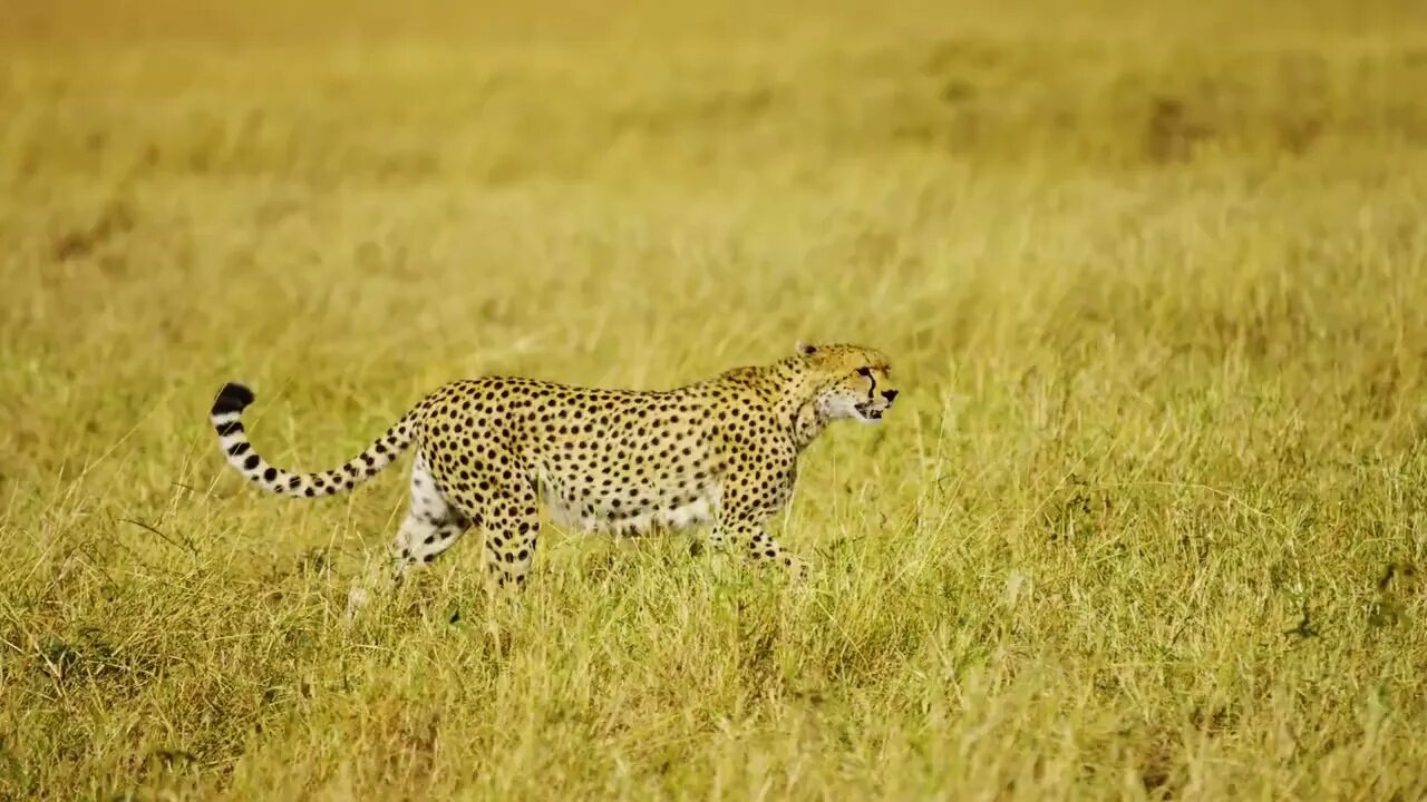 Elephants, leopards, lions, do they live in harmony