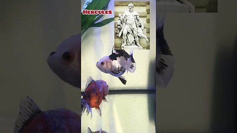 Hercules the Oranda #aquarium #goldfish #fancygoldfish #oranda #fishtank #aquatic #ranchugoldfish
