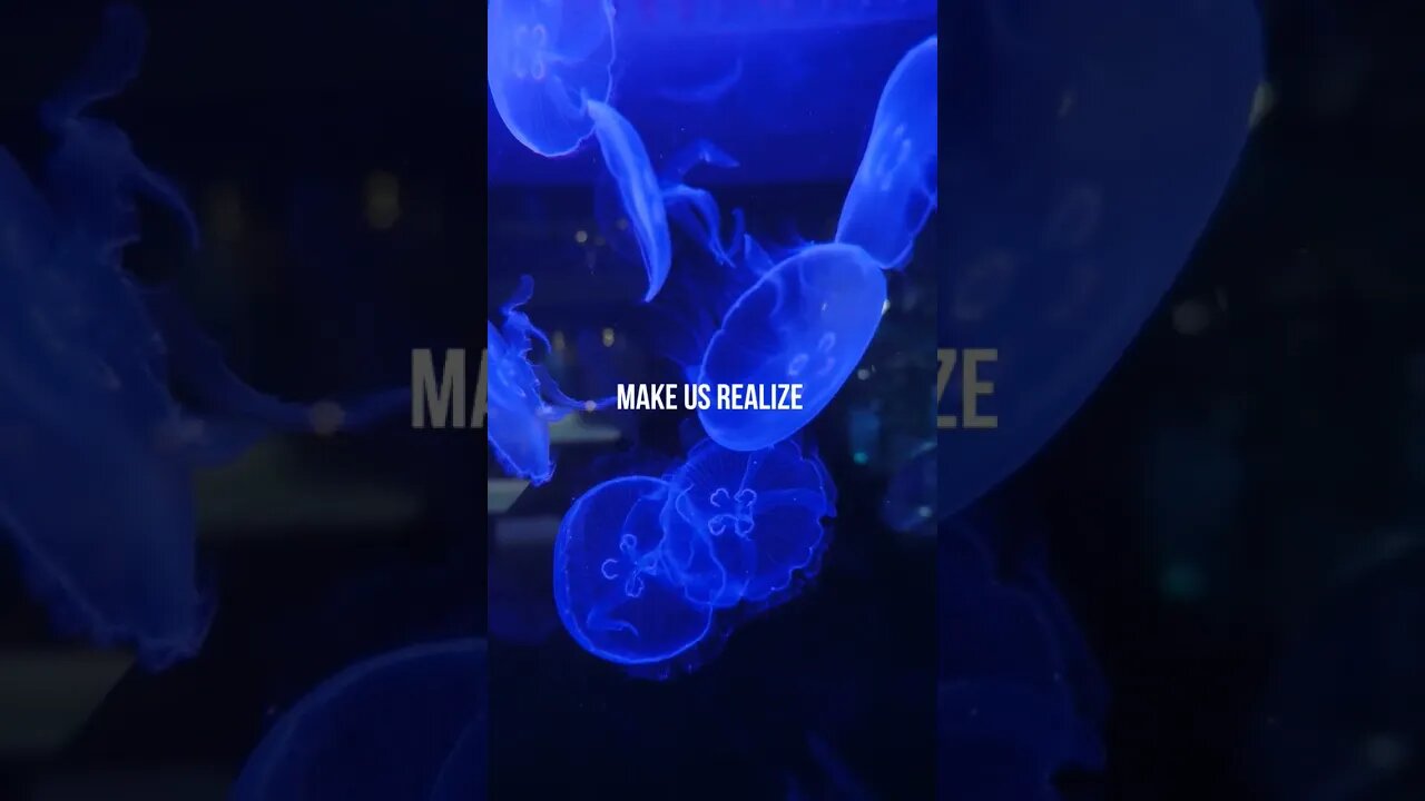 AQUARIUM FISH...