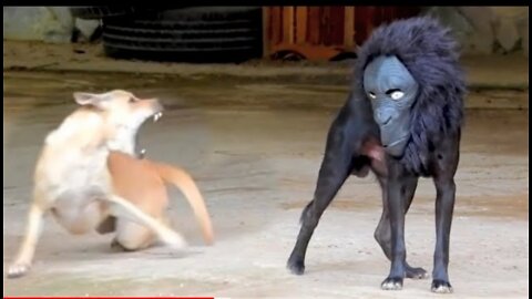 Dog Frank fanni video
