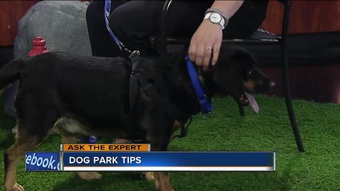 The do's and do not's of dog parks
