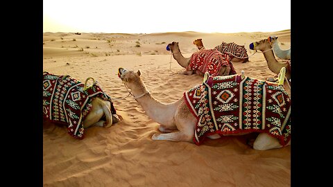 Desert Safari - The Essence of Dubai