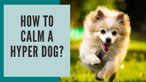 How To :calm your dog down 👉 3 "EASY" hacks for hyper dogs