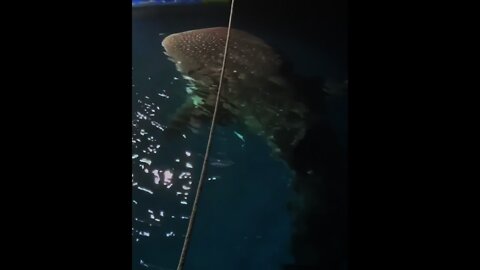 Giant Whale 🐋 Shark looking beautiful during night | #Shorts #Animals #Shark