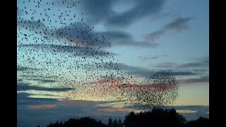 Bando de milhares de estorninhos captado na Inglaterra
