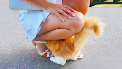 Funniest Cats 😹 - Don't try to hold back Laughter 😂 - Funny Cats Hack – 130