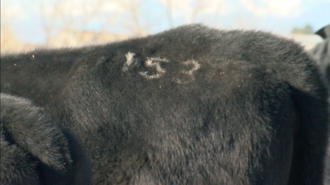 Cattle rustlers make off with 50 cattle in east Aurora