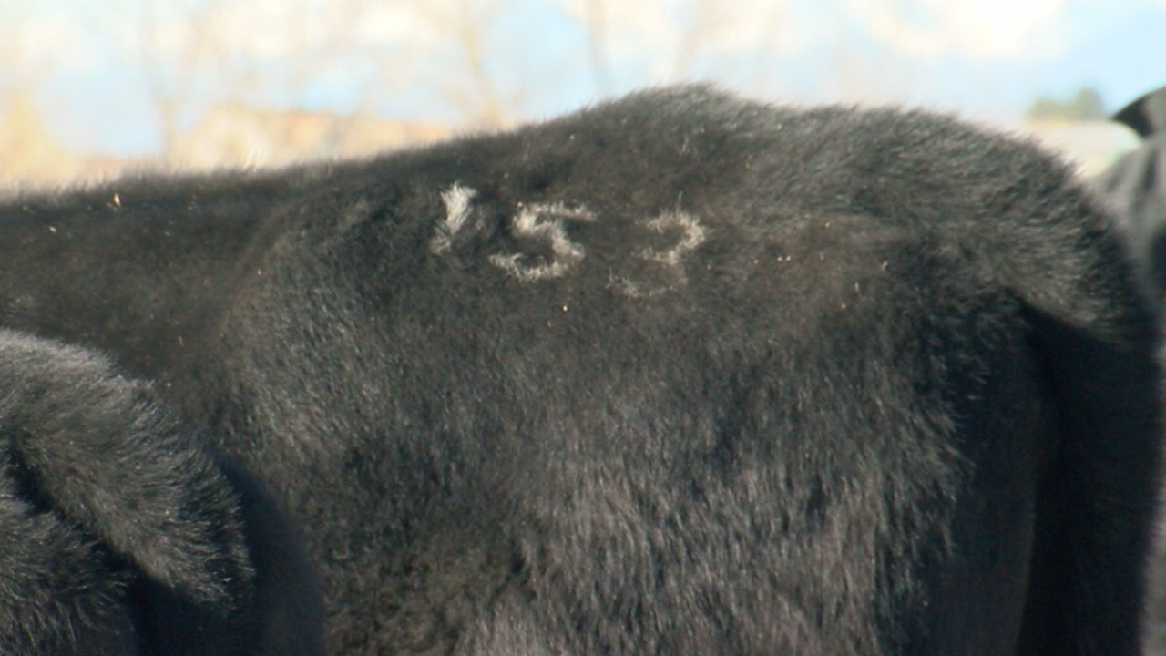 Cattle rustlers make off with 50 cattle in east Aurora