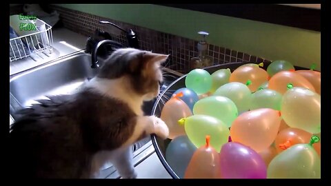 Very Funny Cats 2024