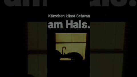 Romantischd Haustiere. Kätzchen küsst Schwan am Hals.