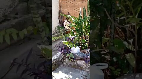 #dogshow, #amimals , #dogs , #shorts (1)