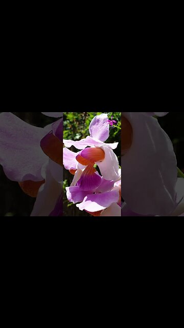 🏖️A TASTE of PARADISE🏝️🌸 Papilionanthe teres var. Andersonii Orchid Blooms #ninjaorchids #shorts