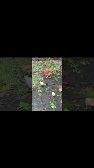 Baby chicks are coming to our farm soon!