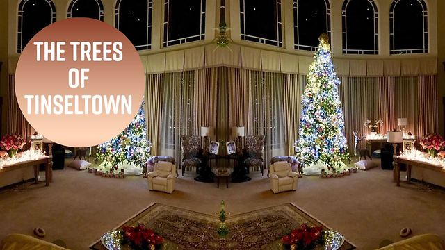 Hollywood's Christmas trees are up!