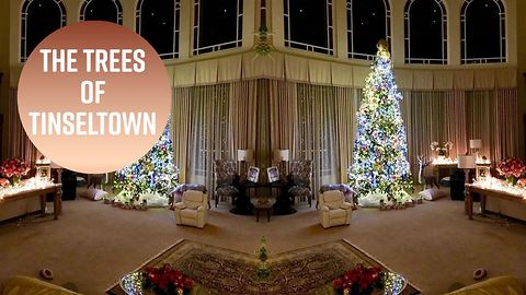 Hollywood's Christmas trees are up!