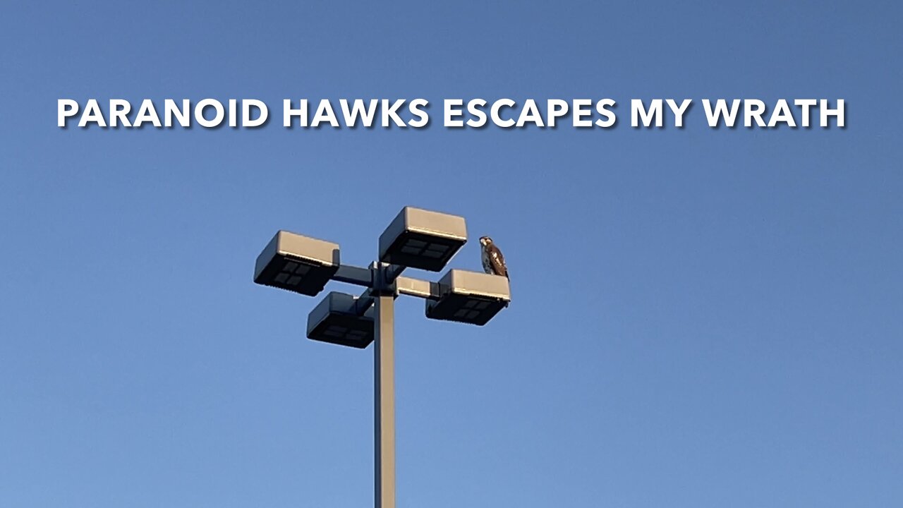 Paranoid Hawks Escapes My Wrath
